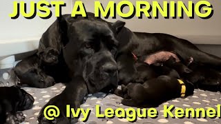 CANE CORSO for breakfast, lunch and dinner! All day, every day! #canecorso #dogtraining #dog