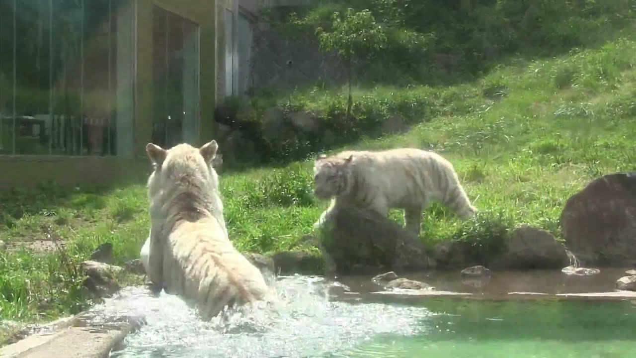 水の恐怖を克服させたい？トラのお母さん