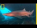 ビデオチュートリアルに基づくクイズ