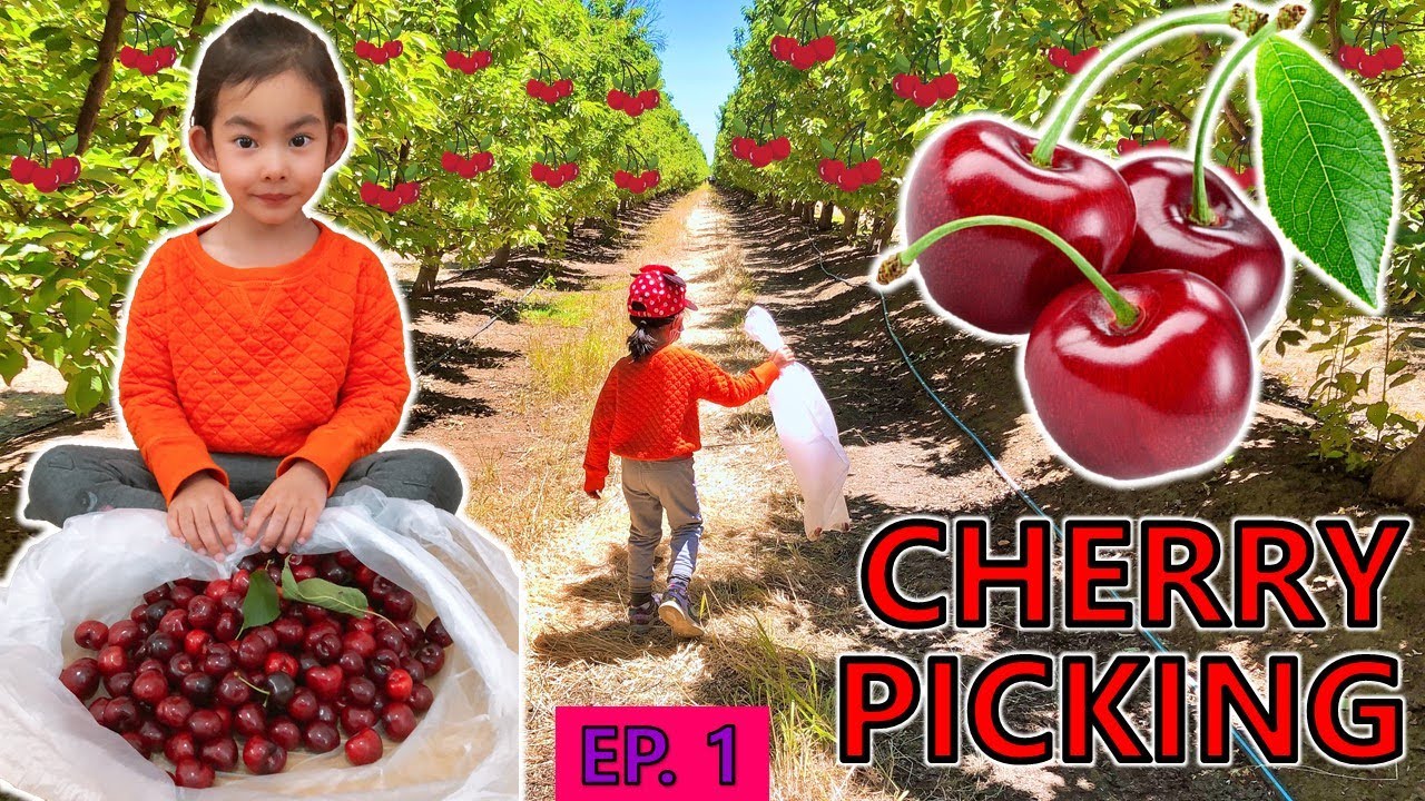 EP1 Cherry Picking Season in Brentwood California🍒 Cherry Farm Tour🍒