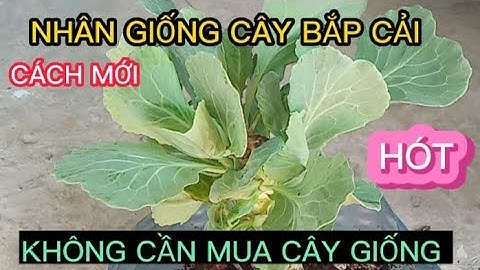 Bắp cải là giống cây xuất phát từ nước nào