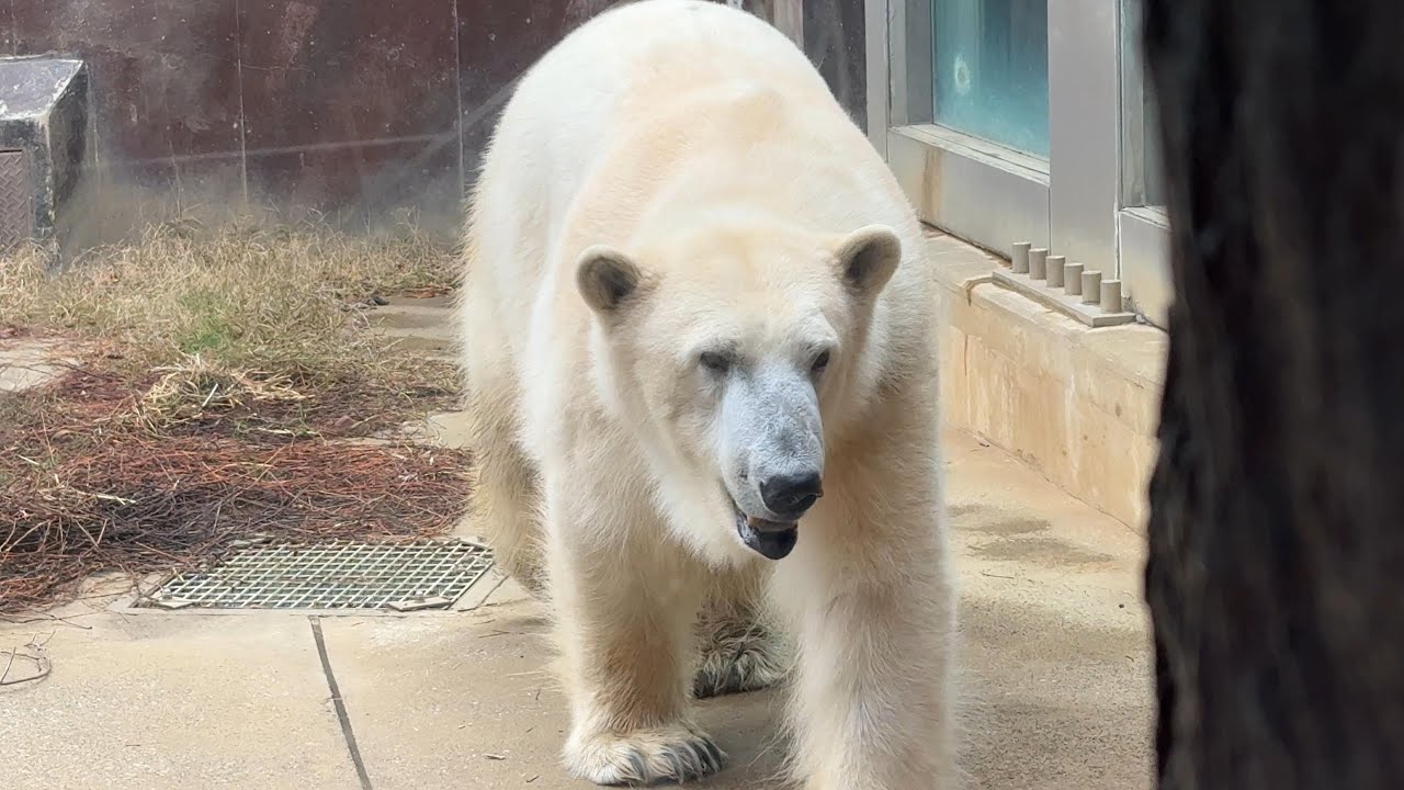 おやつ待ちのデアちゃん【‎2025年‎3月4日】【上野動物園