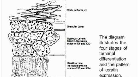 Video Three: Keratin