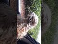 passeio com meu shih tzu