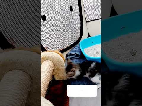 Juegas y te escondes como un gato