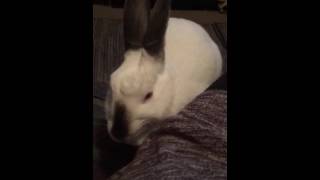 Spoiled bunny wants to be petted NOW!...