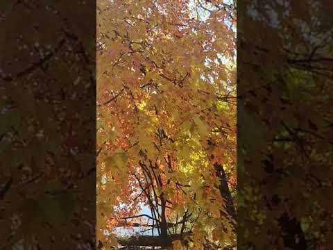 Video: Autumn Gelenium (42 ảnh): Trồng Và Chăm Sóc Trên Bãi đất Trống. 