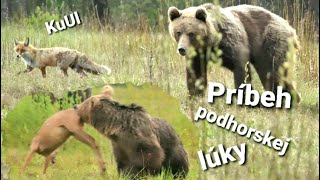 Príbeh podhorskej lúky by KuUL wildlife - Tomáš Kučera 65,143 views 3 years ago 9 minutes, 41 seconds