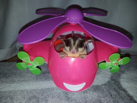 sugar glider flossing