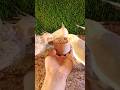 cockatiel singing parrot 🐦😍 #shorts #cockatiel #yellowcockatiel48