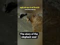 Why are #elephant #seas #falling #off #cliffs?The #truth #is #shocking# #ytshorts #viral