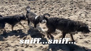 Relaxing Video | 100 Dogs on the Beach by Cosmo the Mini Sheepadoodle 556 views 8 months ago 4 minutes, 1 second