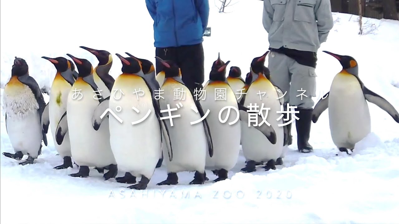 ペンギンの散歩 冬 4k高画質 旭山動物園 Youtube