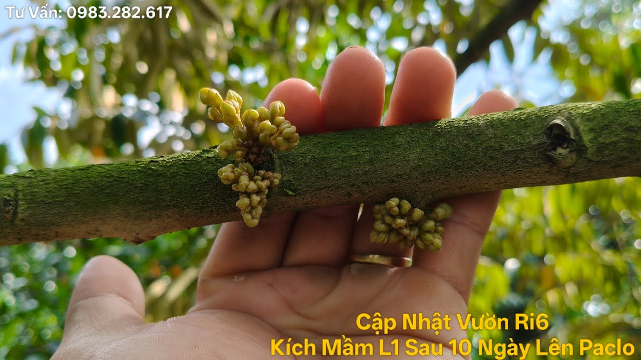 Phần 15: Cây Nhú Mắt Cua Sau 10 Ngày Lên Thuốc (XLRH Thuận Vụ Không Đậy Bạt)