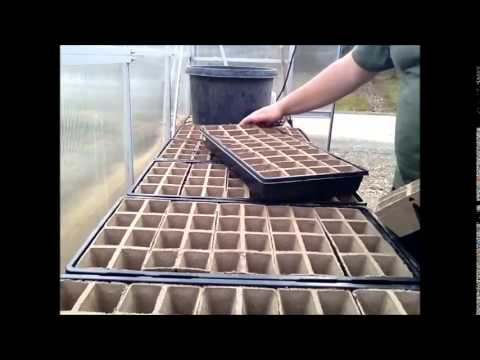 Diy Planting Vegetable Veggie Seeds Germinating In The Green House Diy Planting Vegetable Veggie Seeds Germinating In The Green House Greenhouse