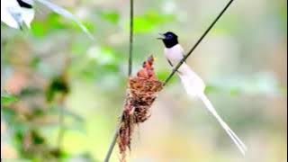 Burung Tercantik endemik Kalimantan