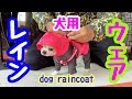 チワワに雨の散歩を快適にするレインウェア買いました【犬】