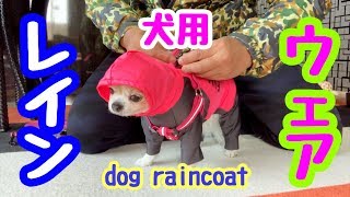 チワワに雨の散歩を快適にするレインウェア買いました【犬】
