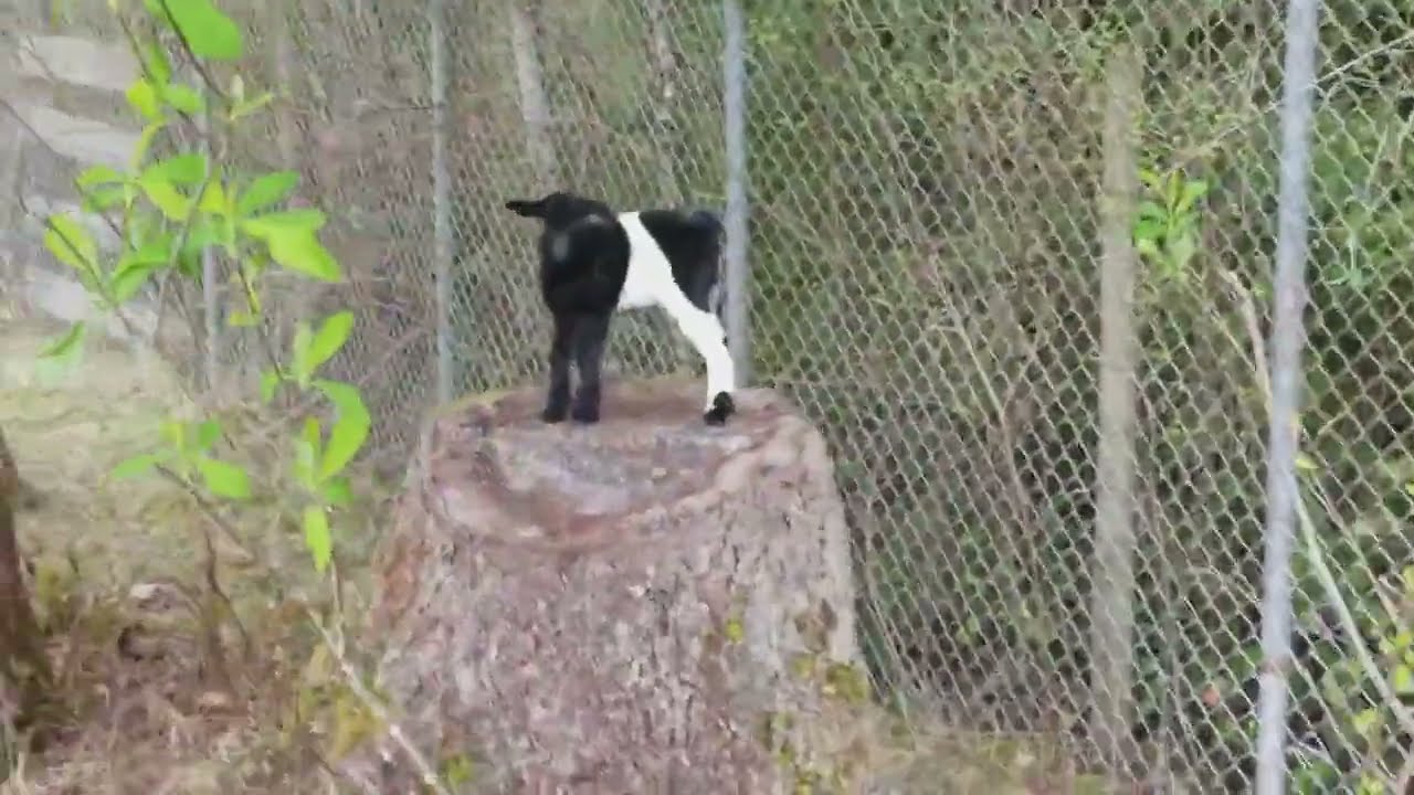 Baby goats with mom  