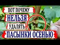 🍇 Стой! Не удаляй ПАСЫНКИ ВИНОГРАДА даже ОСЕНЬЮ! Существует три ВЕСКИЕ ПРИЧИНЫ Этого НЕ ДЕЛАТЬ.