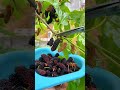 Enjoy The Freshness Of Mulberry #satisfying #shortsvideo