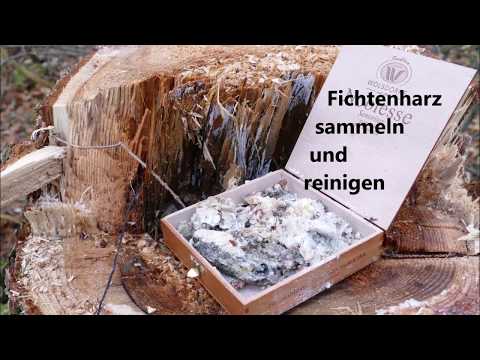 Fichtenharz sammeln und reinigen