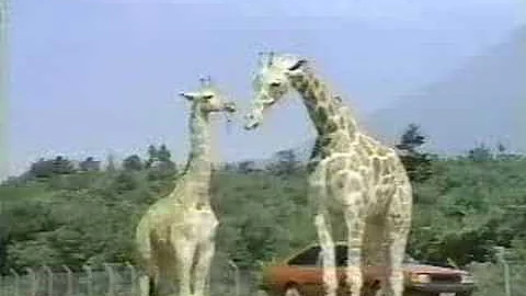 富士サファリパークcm Mp3
