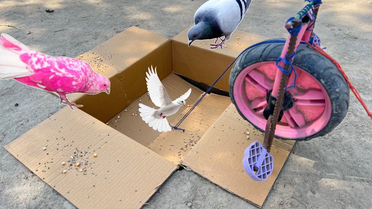 Pigeon Hole Trap Using Cardboard With cycle Tools | Birds Trap Just Enterten | 