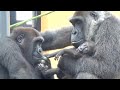 怒らないで❕ママの顔色を伺いながら赤ちゃんに触る兄ゴリラ ⭐️Gorilla【京都市動物園】Gentaro can't control his desire to touch Baby Kintaro