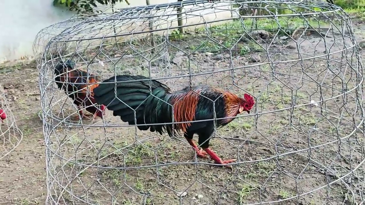 17/1 Ae hợp LH:@9.76.738..442