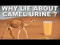 is it Islamic to drink the urine of camel ?