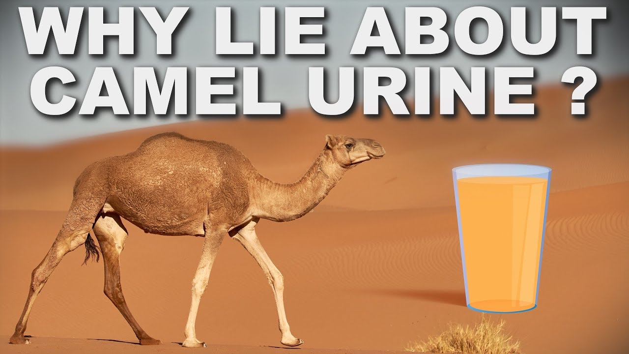 Why do lie. A medicinal product from Camel urine. Medicines made from Camel urine. What do Camels eat.