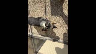 Scheduled For Death At 1pm CT, This Australian Shepherd Needs Help FAST [STORY BELOW]