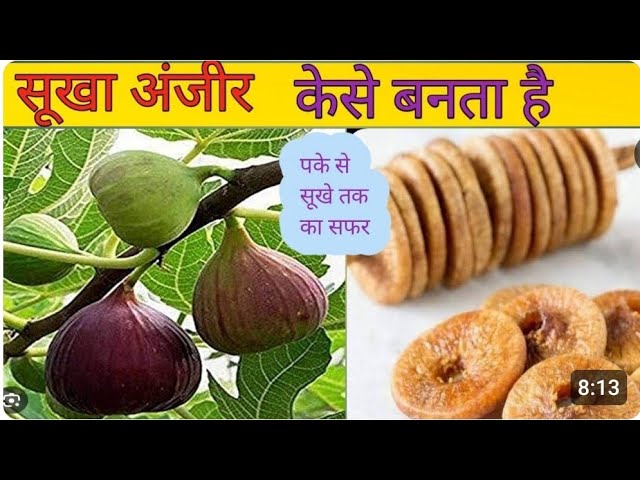 अंजीर घर पर ही  सुखाने का तरीका# बाजार वाले अंजीर जैसे घर पर ही सुखाए और बनाएं और पूरे साल भर