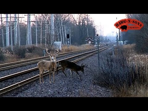  by Train!?! - 2 BIG Whitetail Bucks Crossing Railroad Tracks - YouTube