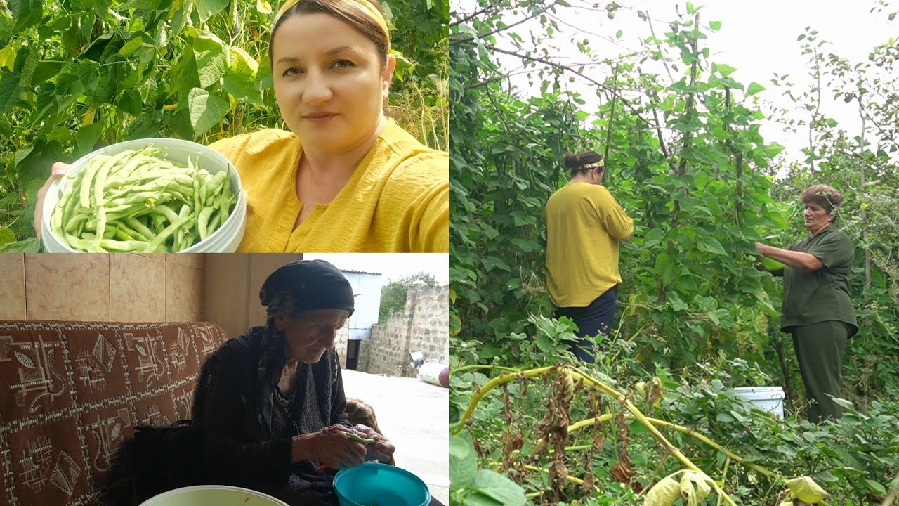 Մայրիկիս Այգու ԿԱՆԱՉ ԼՈԲԻՆ - Շամշադինի Համը - Шамшадин 