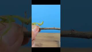 praying mantis core🦗🦗🦗#memes #animals