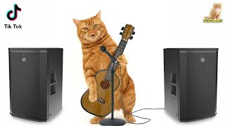 Download Lagu ADUH MAMAE | KUCING TIK TOK | Kucing Sholawat MP3