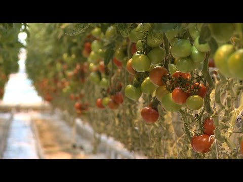 Новый тепличный комплекс в Нариманово работает по технологии электродосвечивания