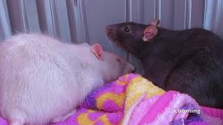 Understanding Rat Body Language