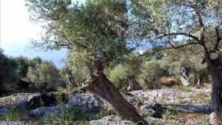 Mallorca Airport Transfers