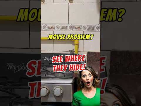 all u need pest control