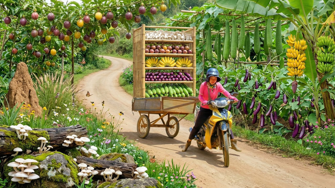 Harvest A Truckload Of Luffa, Mushroom, Pumpkin, Eggplant, Passion Fruit To Sell At The Market –Farm