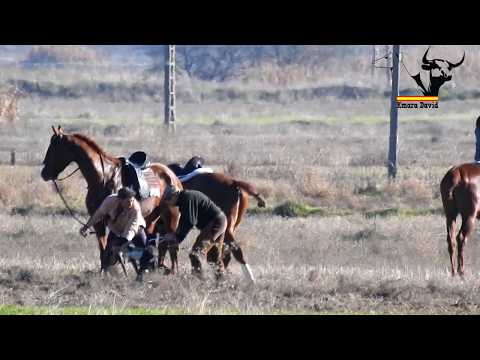 Caballo desbocado en campeonatos de Parla / runaway horse