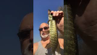 KILLER FISH 007 !!! TAGANKA 2023 !!! #fishing #snowbaird #carp #skigear #carpfishing #bassfishing