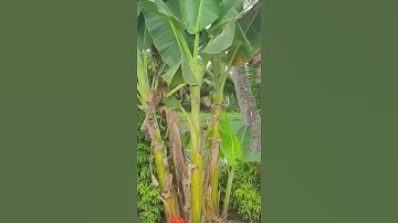 CHÍNH CHỦ BÁN LÔ ĐẤT RỘNG MẶT TIỀN VỊ TRÍ ĐẸP TẠI PHÚ THUẬN, PHƯỜNG TÂN PHÚ, QUẬN CÁI RĂNG, CẦN THƠ