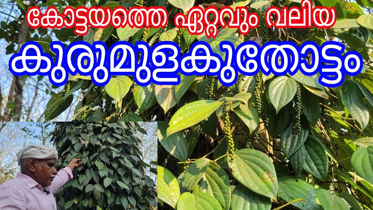 Biggest Pepper Plantation in Kottayam#agriculture#Antony Muniyara Vlogs