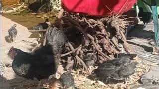 for sale pure desi (3)