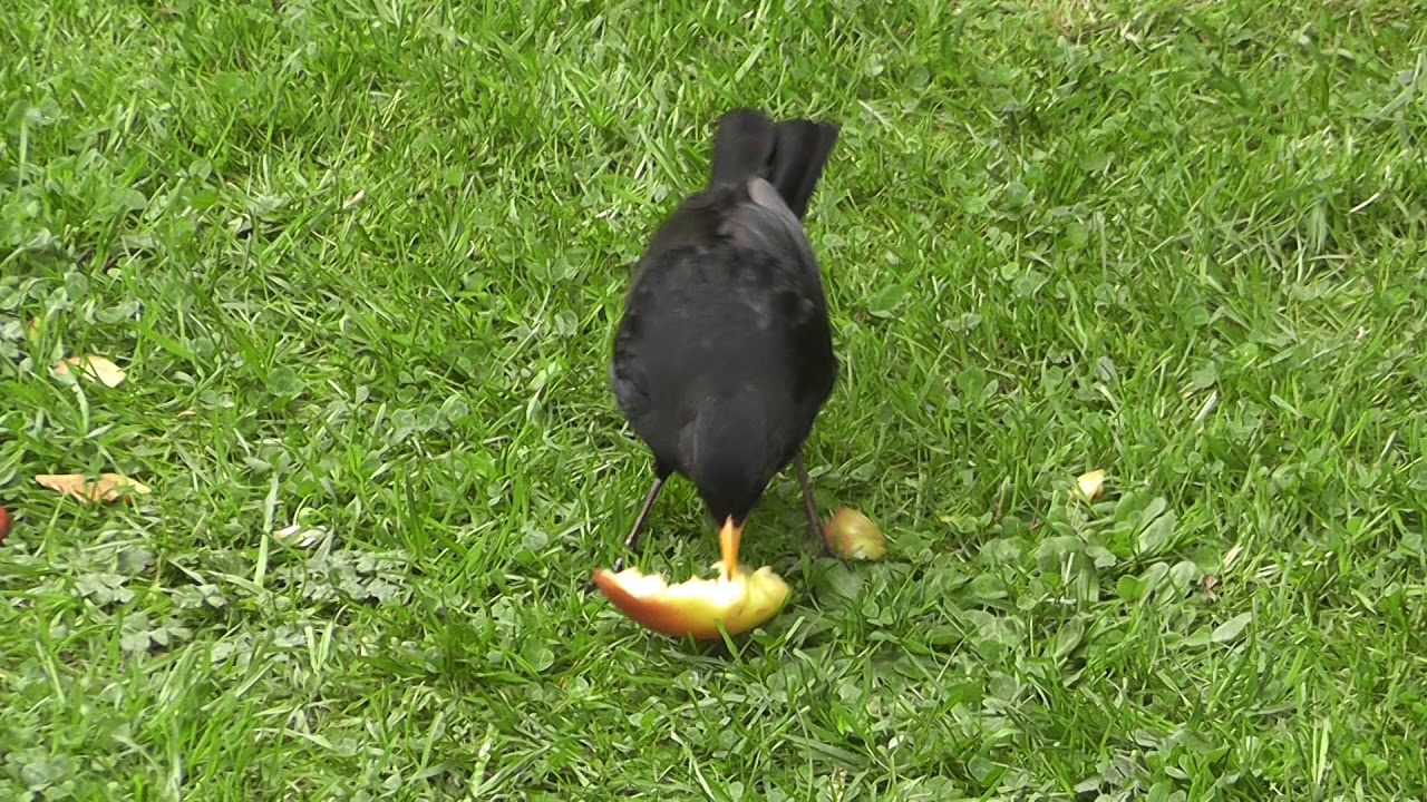 airshow schedule share Male Blackbird eats Apple in Cambridge UK 30apr19 1041a