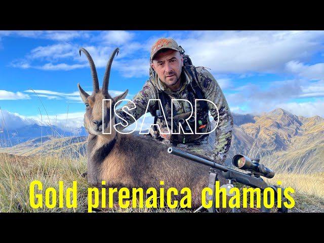 Blaser k95 Ultimate, gold medal chamois